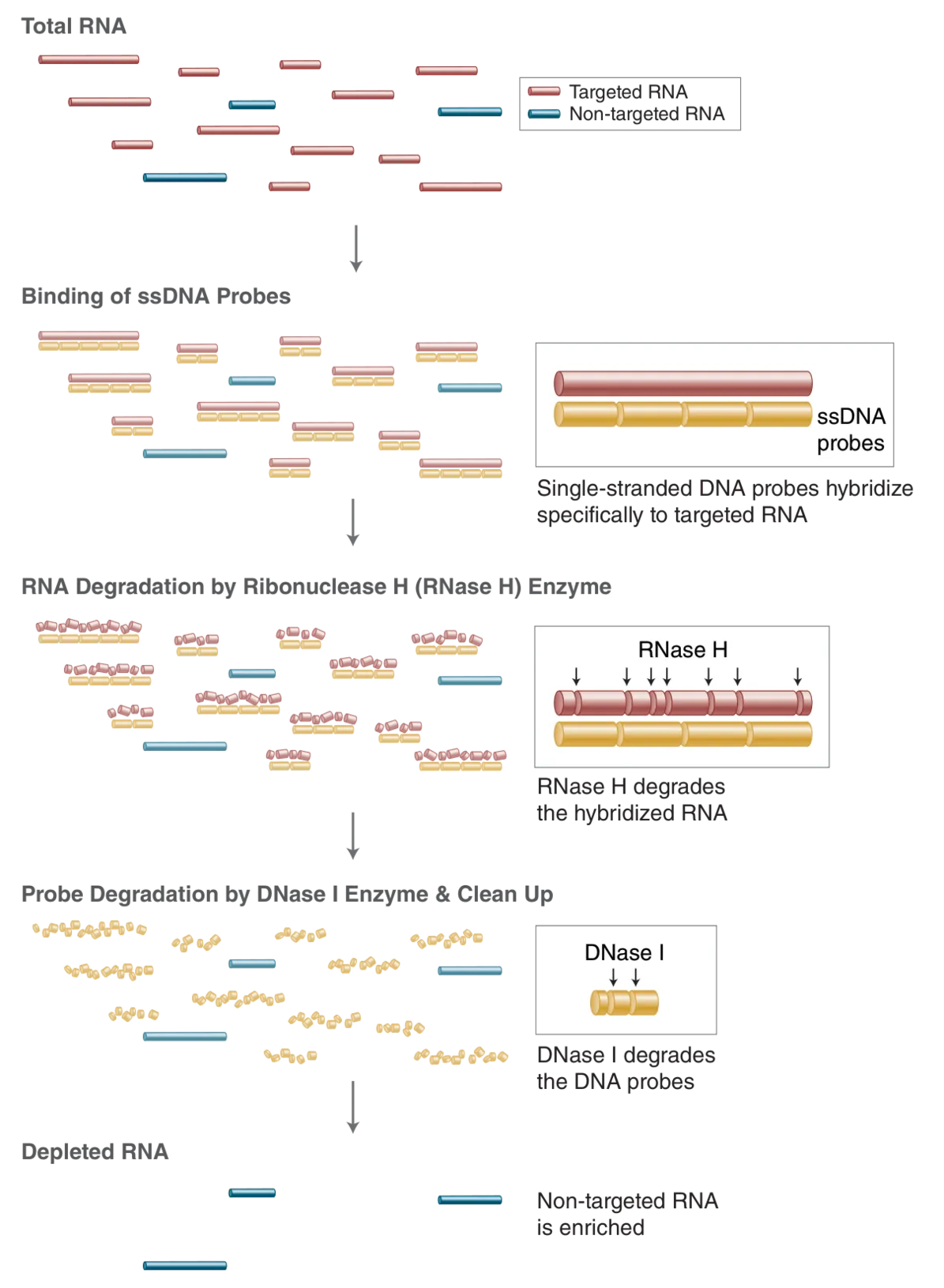 Infographic showing workflow