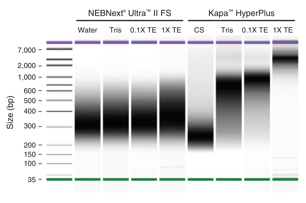 Comparison of DNA fragmentation in water, Tris or TE