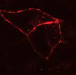 Live COS-7 cells transiently transfected with pSNAP-ADRβ2
