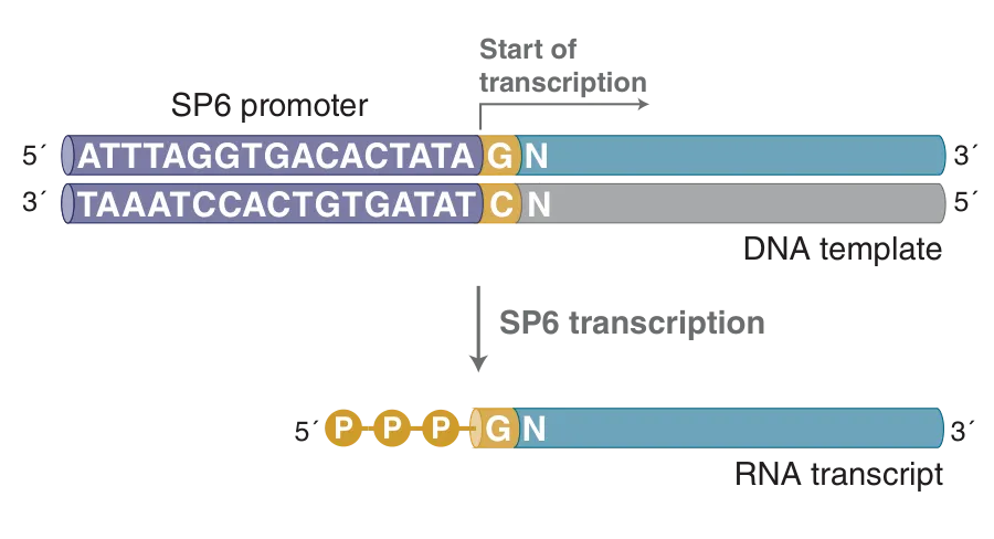 SP6 transcription by SP6 RNA Polymerase, from DNA template to RNA transcript