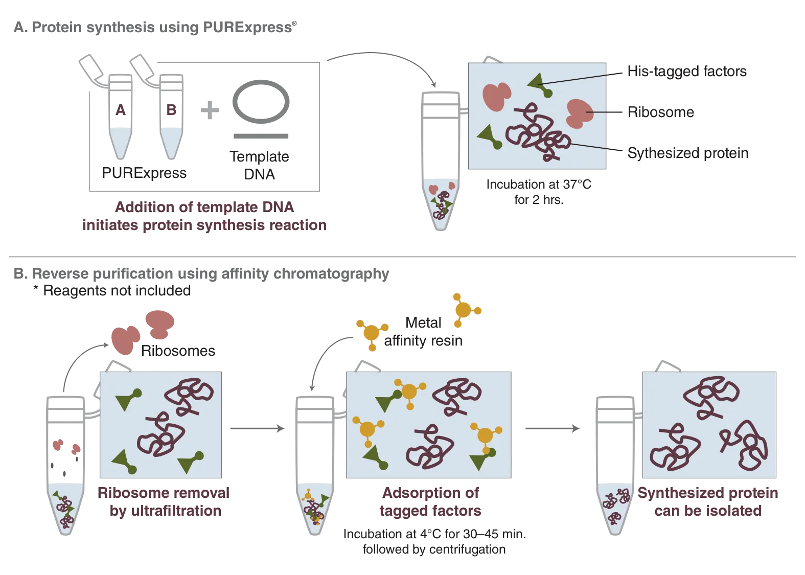 PURExpress® workflow for protein synthesis and purification