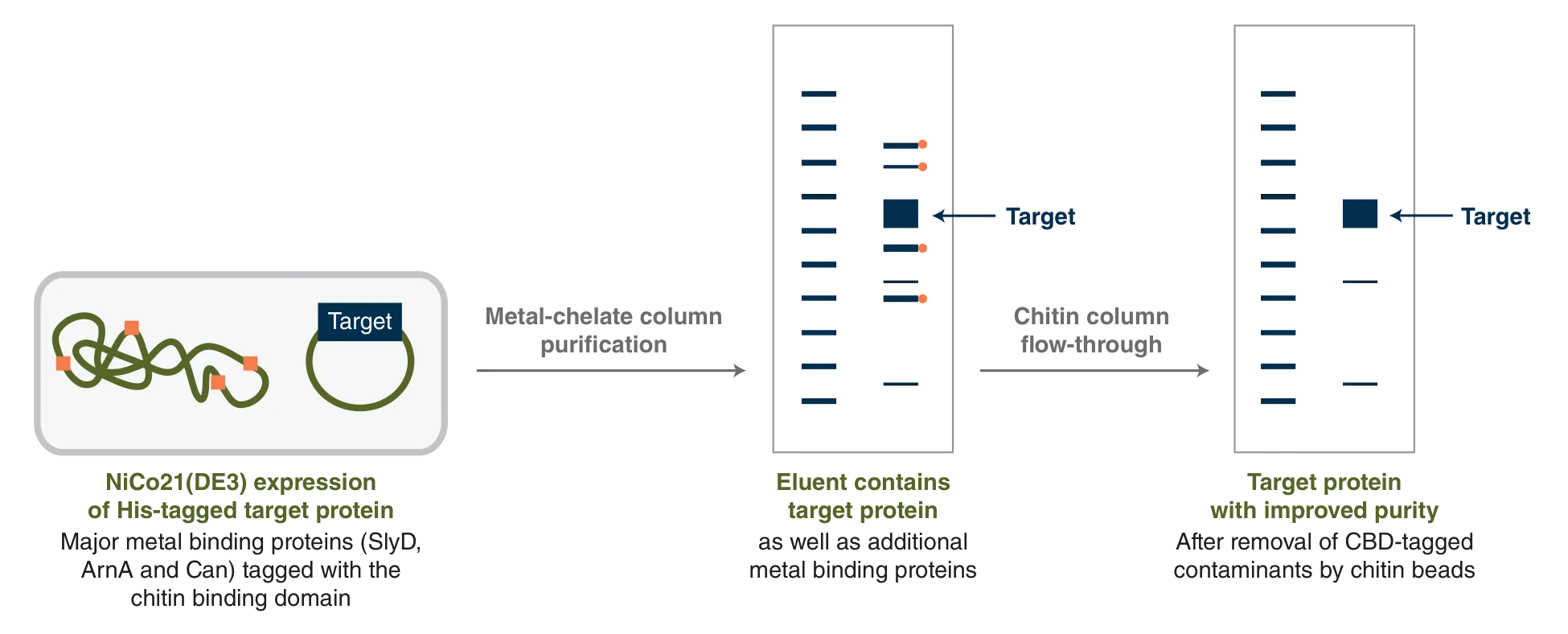 Steps for purification of target protein expressed in NiCo21(DE3)