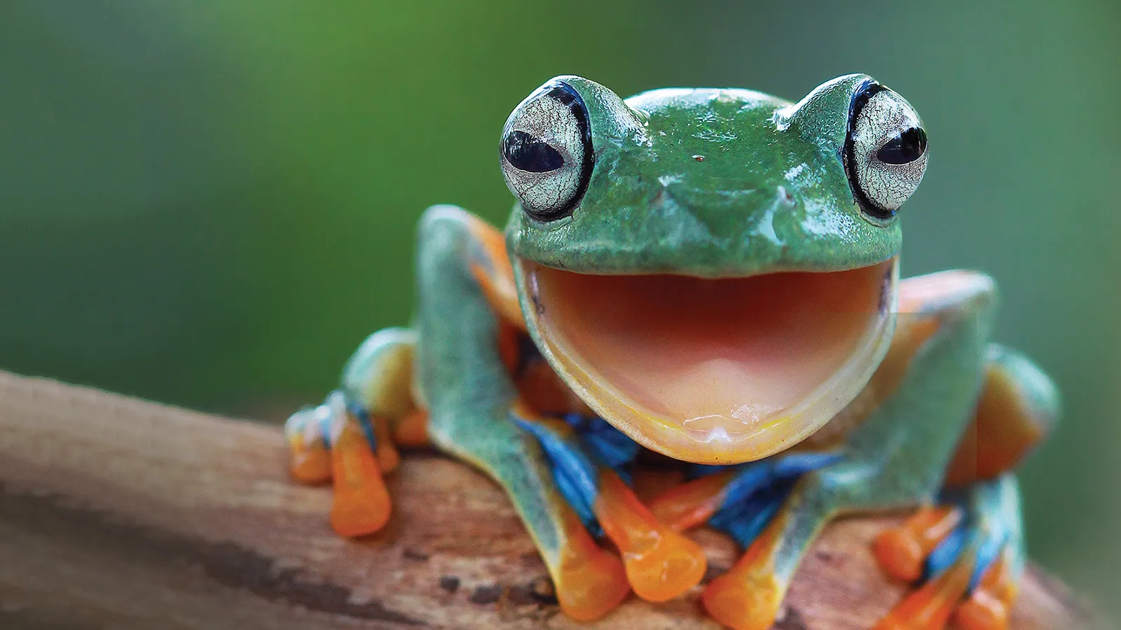 "Smiling frog" on branch