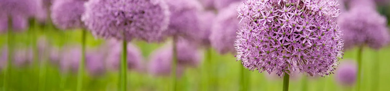 Field of purple puff flowers, representing NEB environmental. commitment