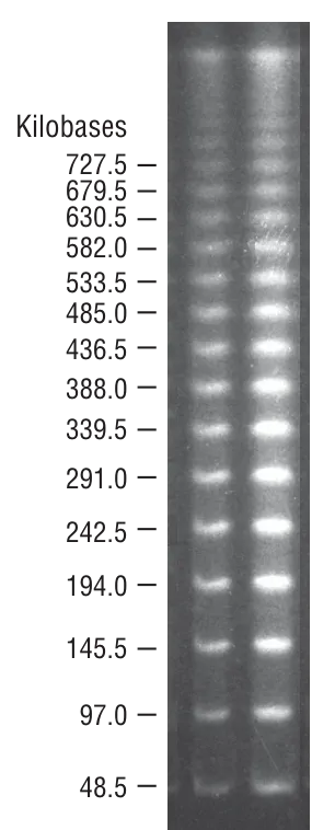 Lambda PFG Ladder