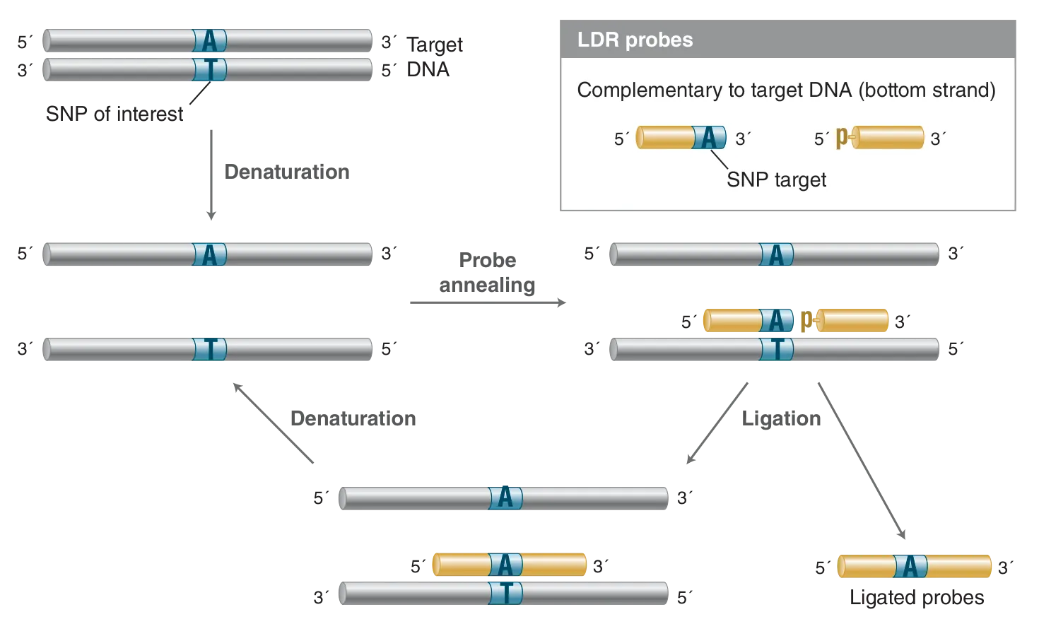 Ligase Detection Reaction – LDR –workflow