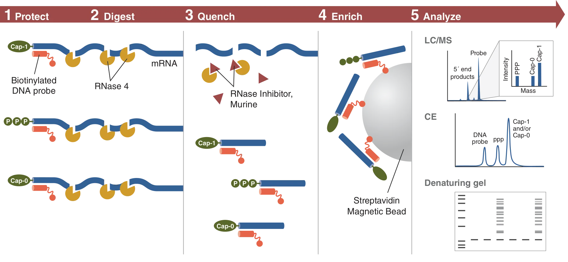 RNase 4 workflow: Protect, digest, quence, enrich, analyze