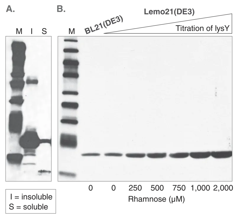 Gel showing expression of B. malayi