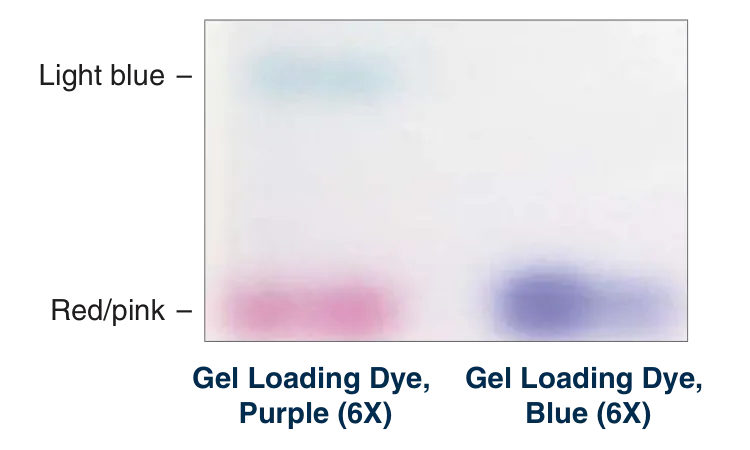 Comparison of dye fronts for Gel Loading Dye, Purple (6X) and Gel Loading Dye, Blue (6X)