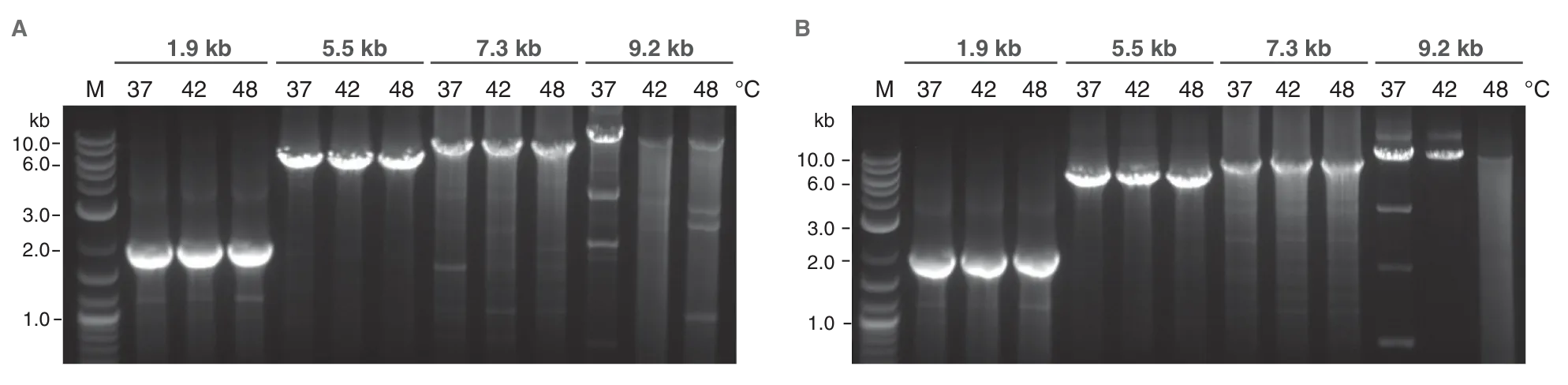 Gels comparing Protoscript® II Reverse Transcriptase with other RNase H– reverse transcriptases