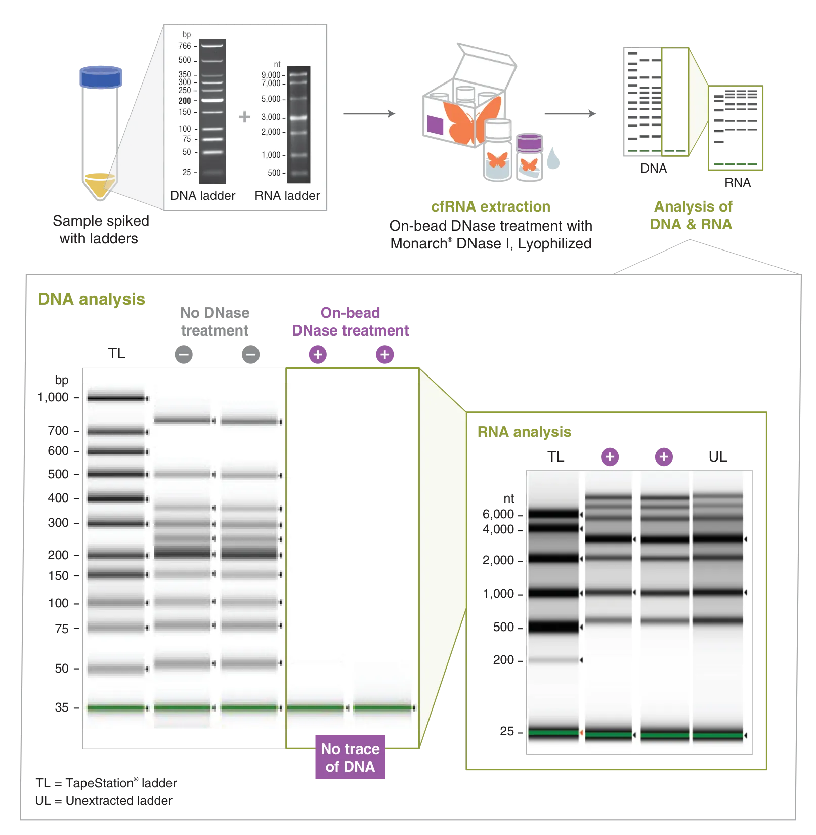 Workflow for DNase treatment, with analysis of DNA and RNA for untreated and on-bead DNase-treated samples