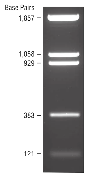 pBR322 DNA-BstNI Digest | NEB