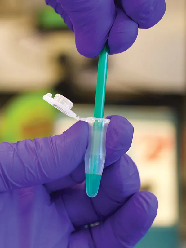 Closeup of pestle grinding tissue in tube