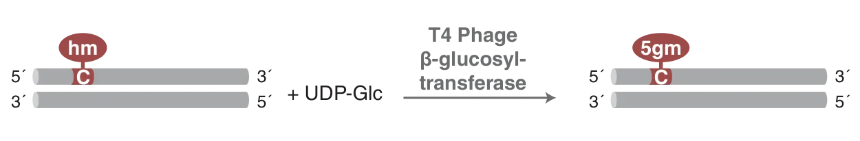 Mechanism of T4 Phage β-glucosyltransferase (T4-BGT)