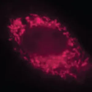 NIH/3T3 cells expressing Cox8A-SNAPf