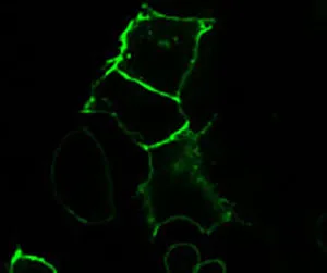 HEK293 cells transiently transfected with pSNAP-ADRβ2