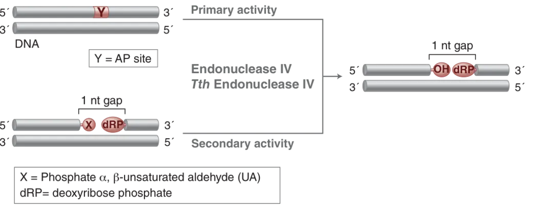 Diagram of mechanism