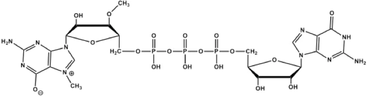 Structure of anti-reverse cap analog (ARCA)