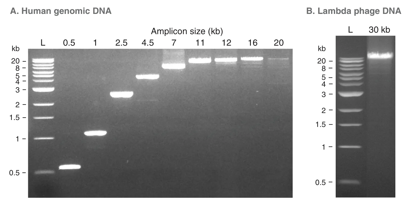 Gels depicting amplification of long DNA targets, for human genomic DNA and lambda phage DNA