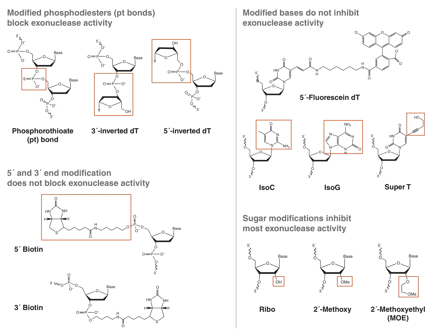 Common nucleotide modifications