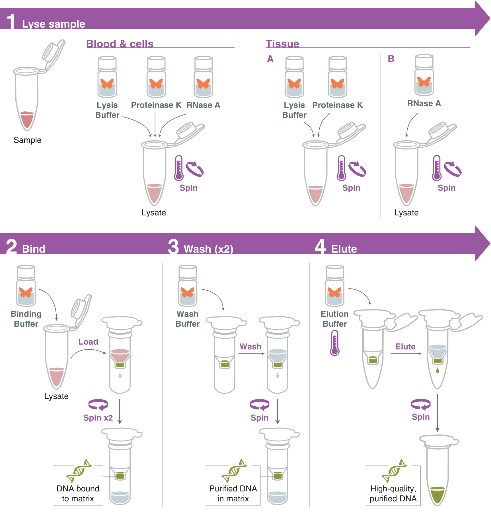 Workflow for Monarch® Spin gDNA Extraction Kit