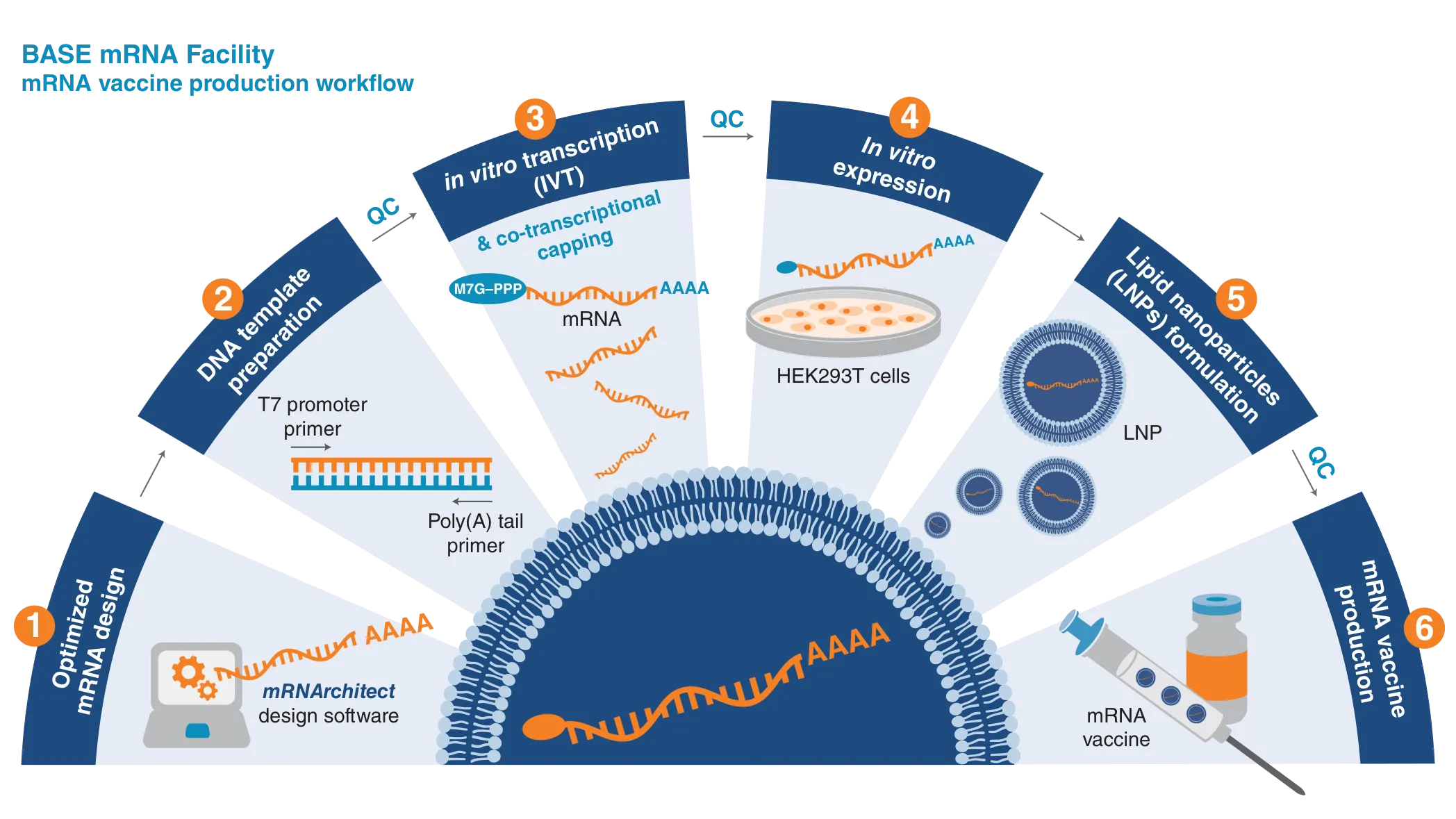 Infographic of BASE mRNA workflow