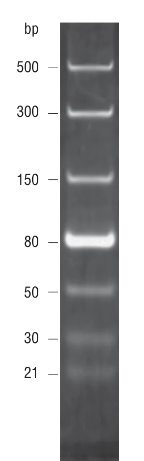 dsRNA Ladder