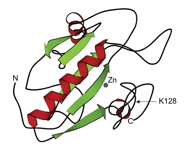 Ribboon structure of LysY