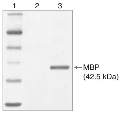 Gel depicting MBP separation at 42.5 kDa