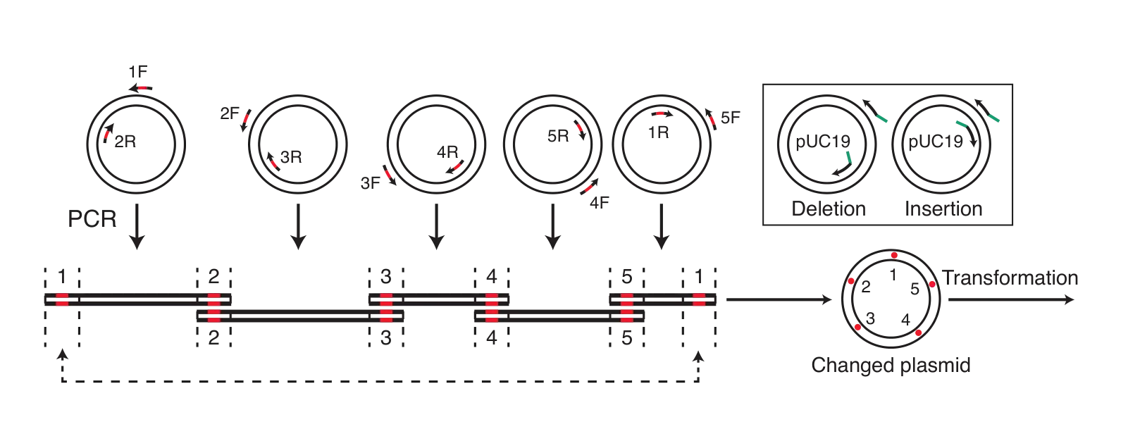 Diagram of how to add changes to DNA using Gibson Assembly®