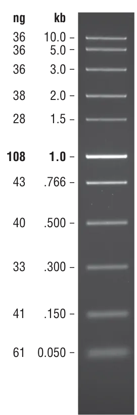 Fast DNA Ladder | NEB