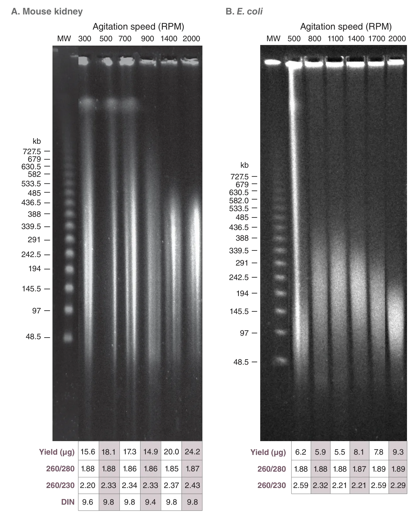 Agitation speed comparison for mouse kidney and E. coli using the Monarch® HMW DNA Extraction Kit for Tissue