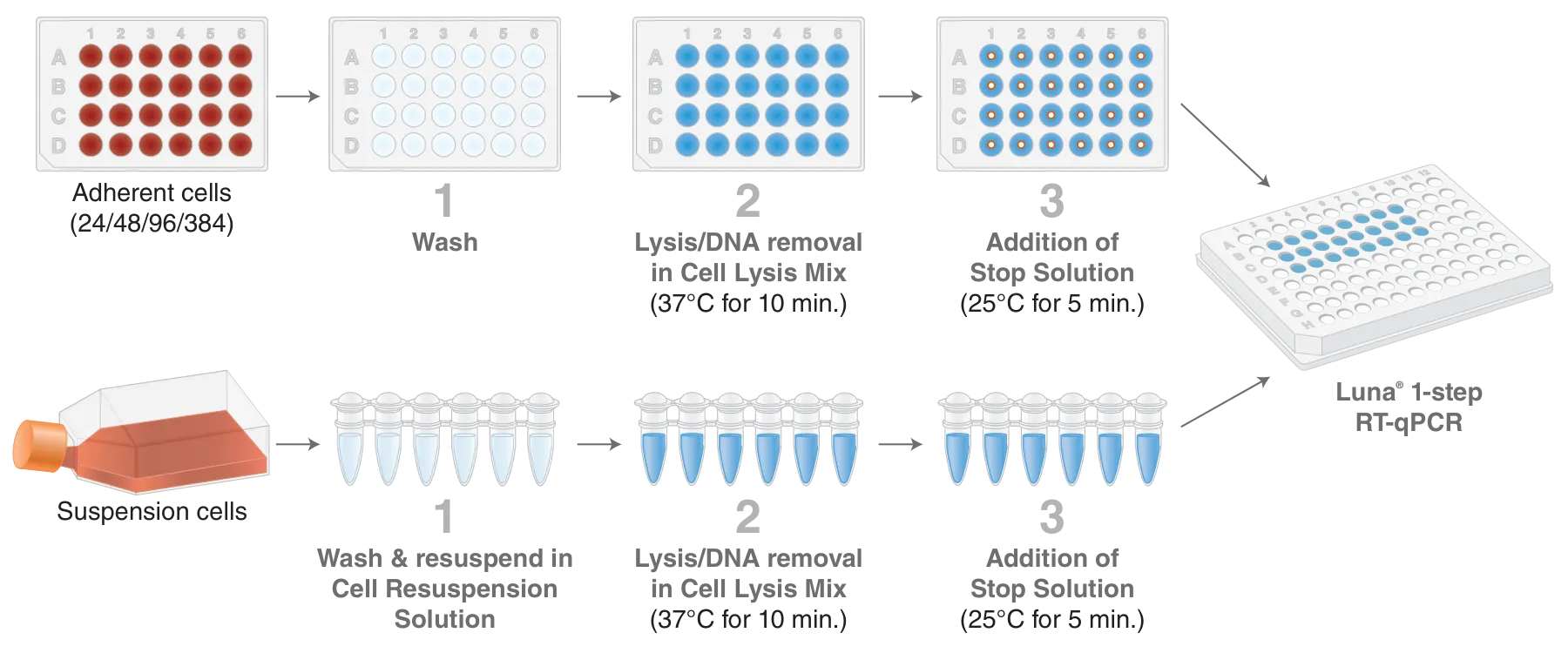 Workflow for Luna® Cell Ready RT-qPCR Kit