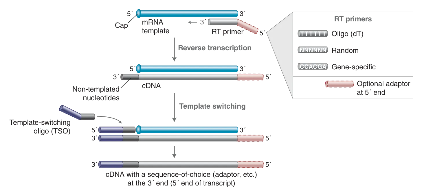 Template switching workflow overview