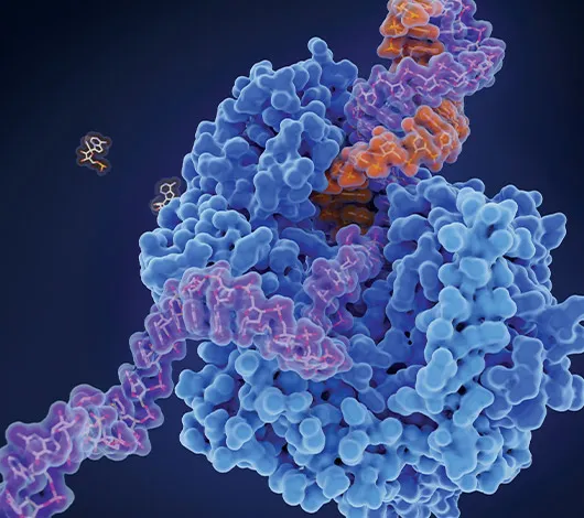 Rendering of RNA dependent RNA polymerase (RdRP)