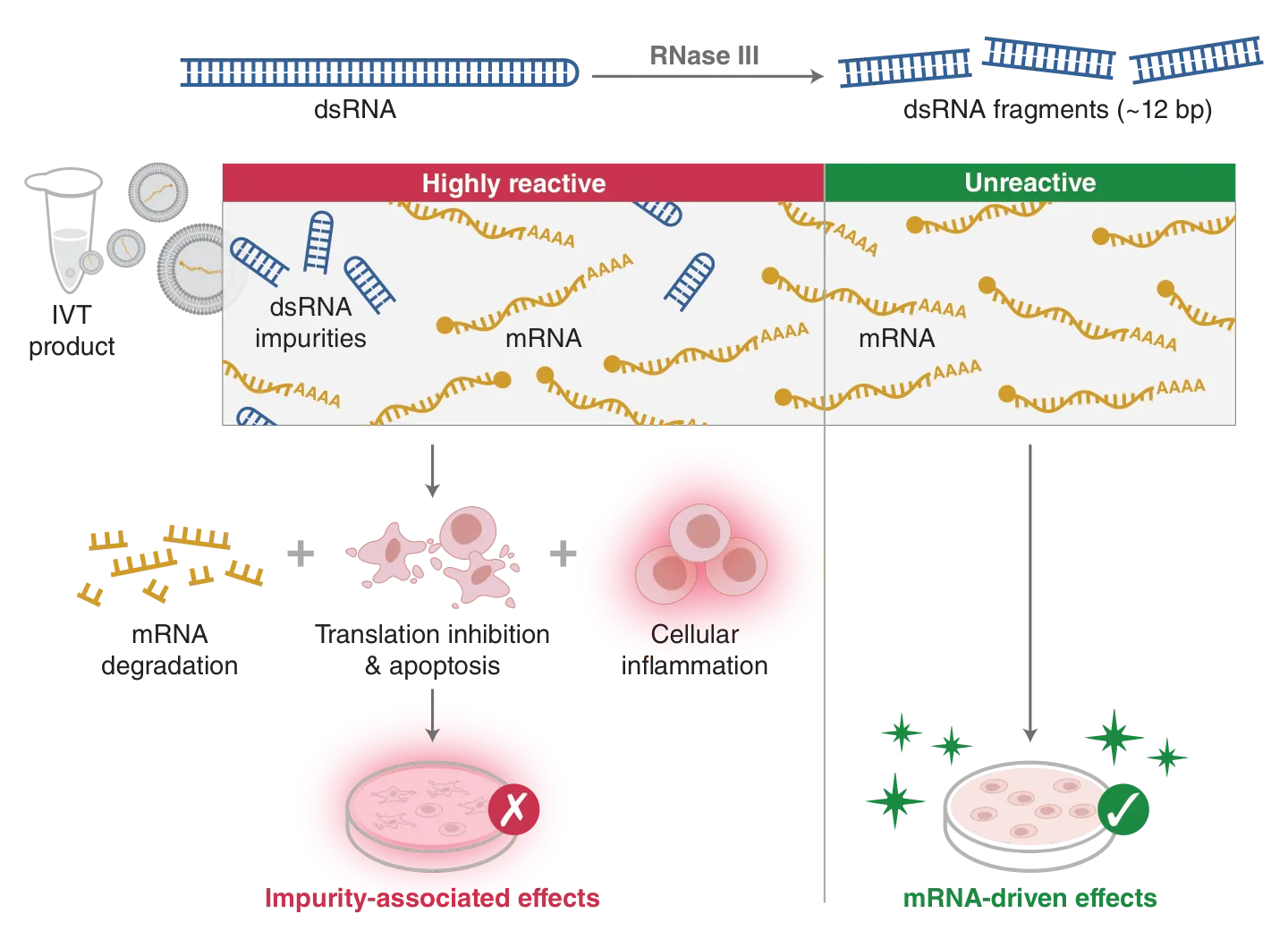 Infographic depicting RNase III mechanism and dsRNA impurities in experiments