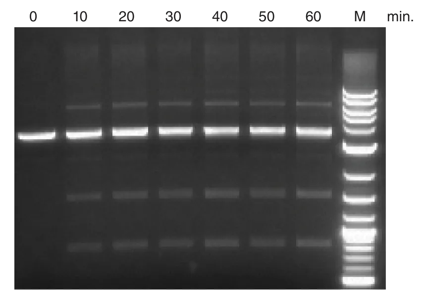 Gel depicting Cre Recombinase reaction with loxP 2+ control substrate
