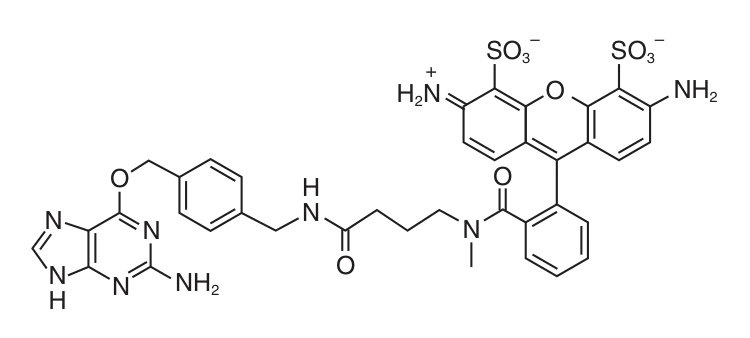 SNAP-Surface® 488 structure