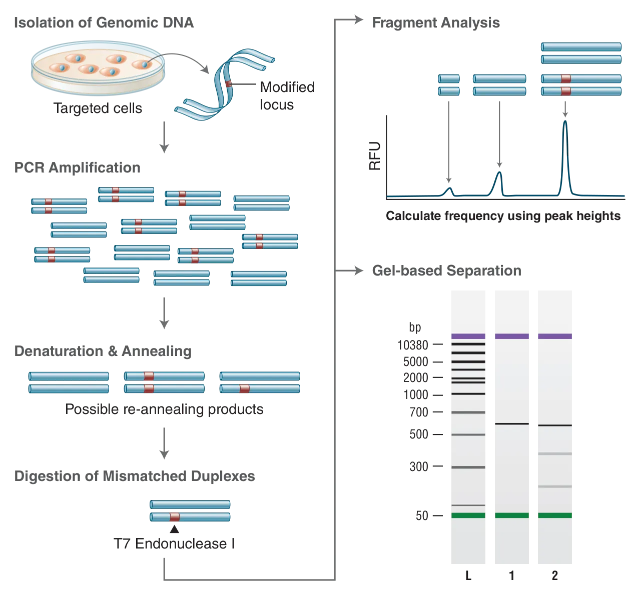 Mutation detection workflow for genome editing using the EnGen® Mutation Detection Kit