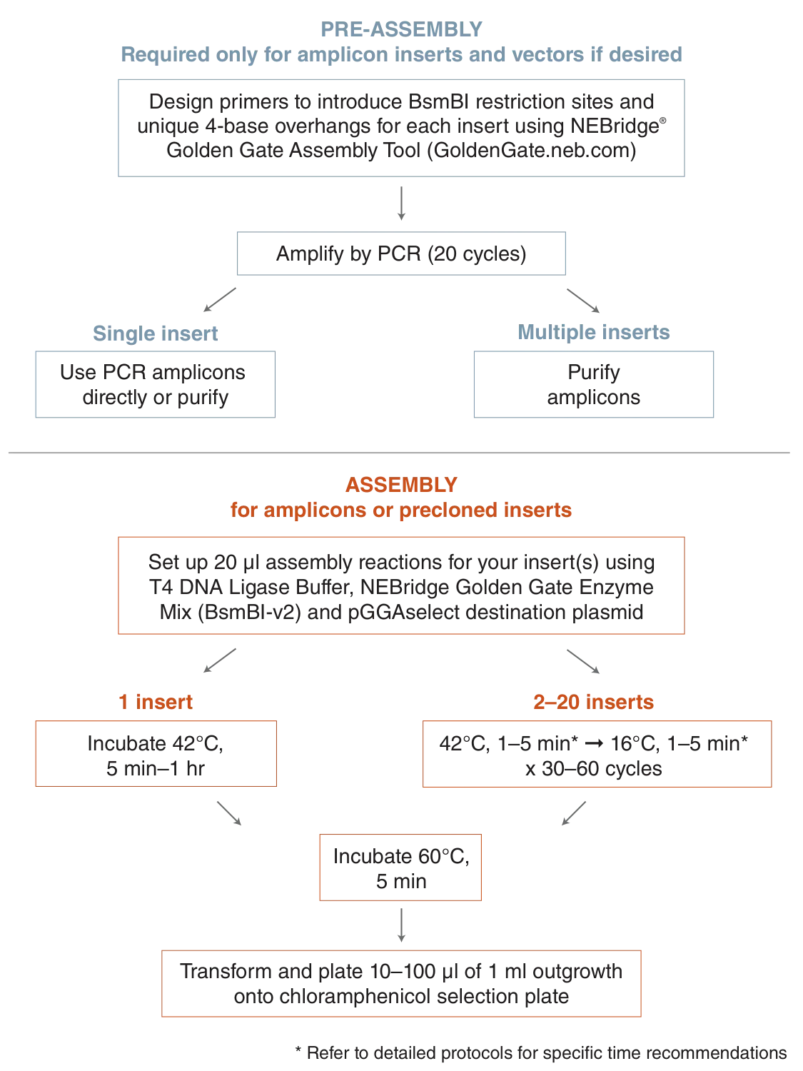 Assembly protocol workflow for NEBridge® Golden Gate Assembly Kit (BsmBI-v2)