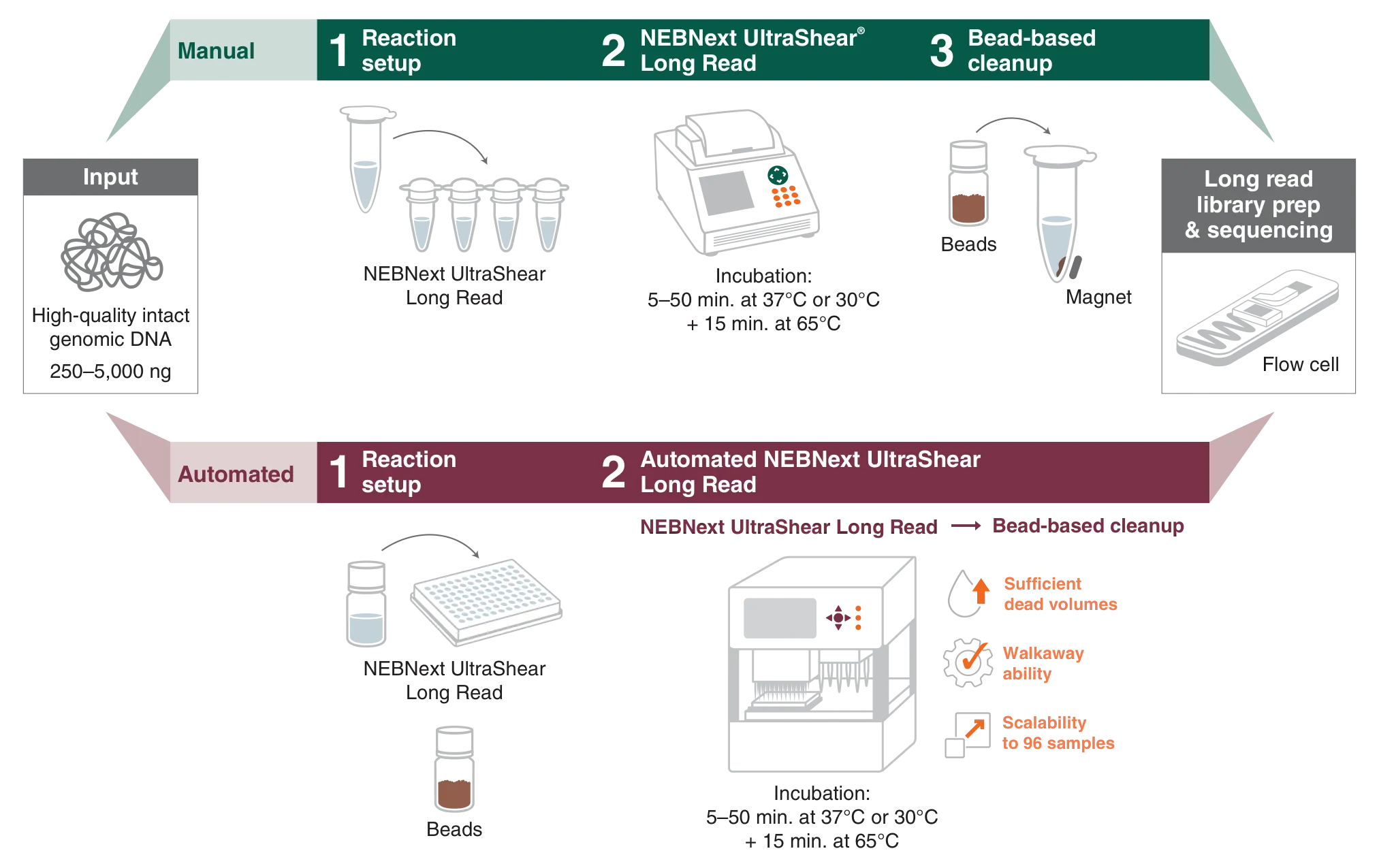 Comparison of manual and automated workflows for NEBNext UltraShear® Long Read