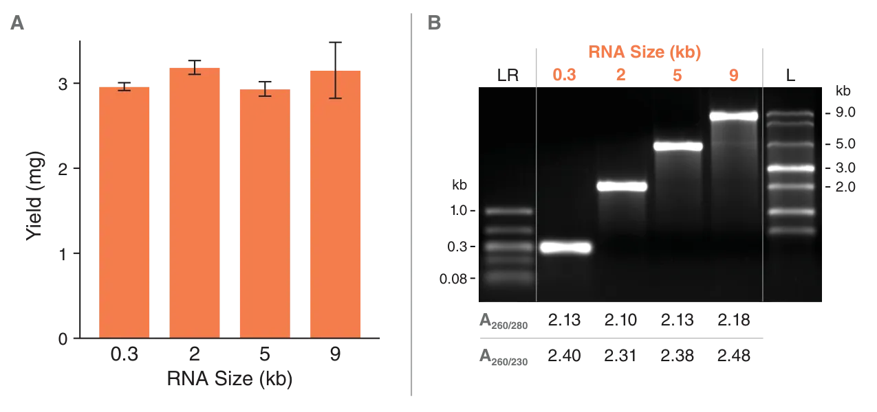 Bar graph and gel depicting yield for RNA cleanup using Monarch Spin High-Capacity RNA Cleanup Kit (3 mg)
