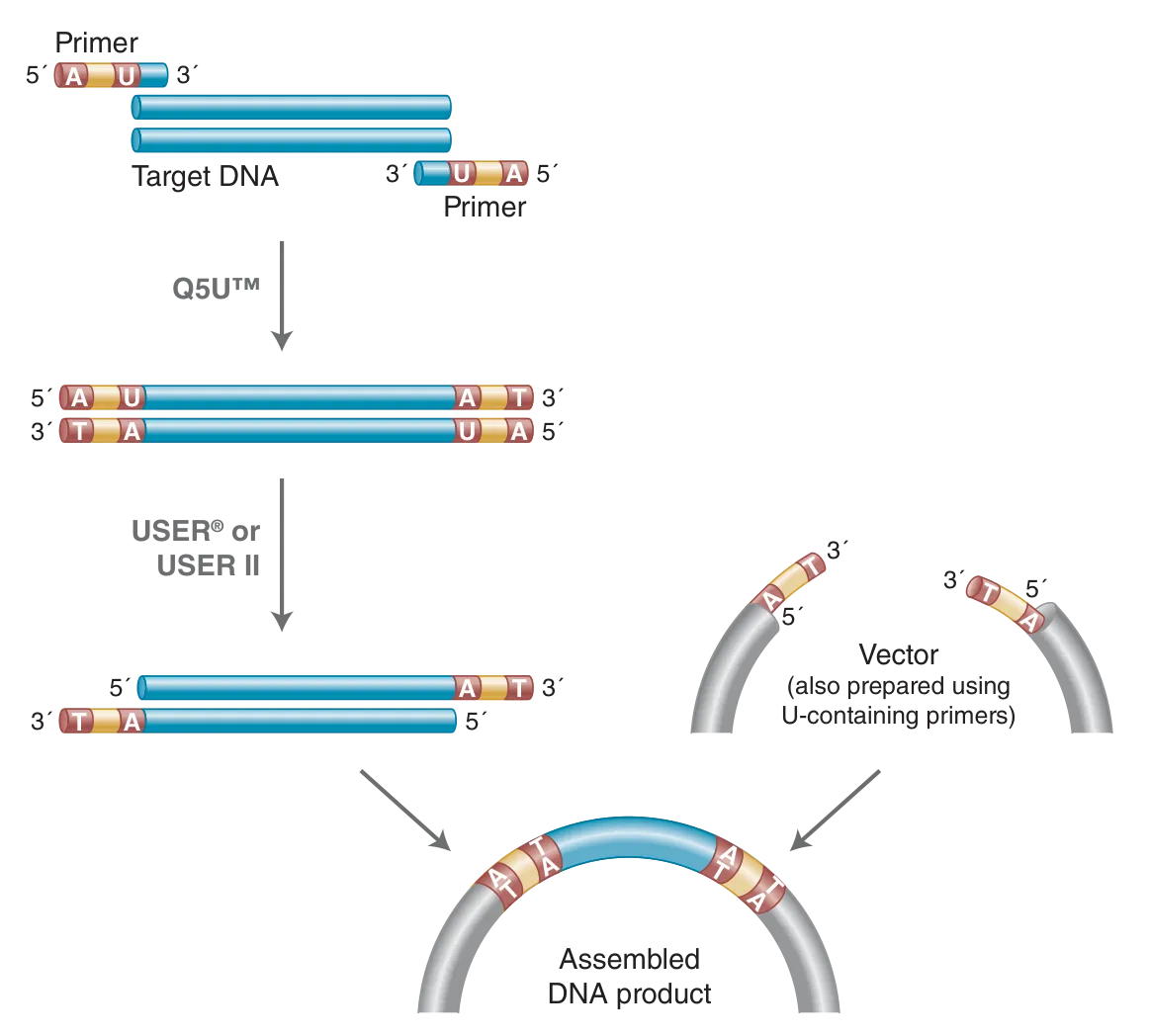 Workflow of USER cloning, with inclusion of Q5U