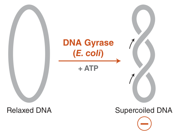 Mechanism of DNA Gyrase (E. coli)