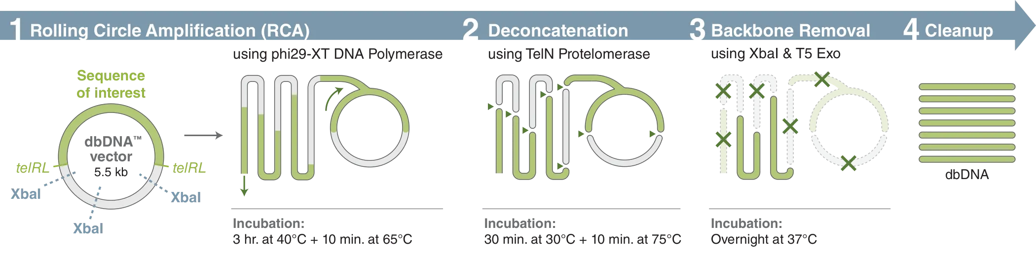 EnClose dbDNA workflow