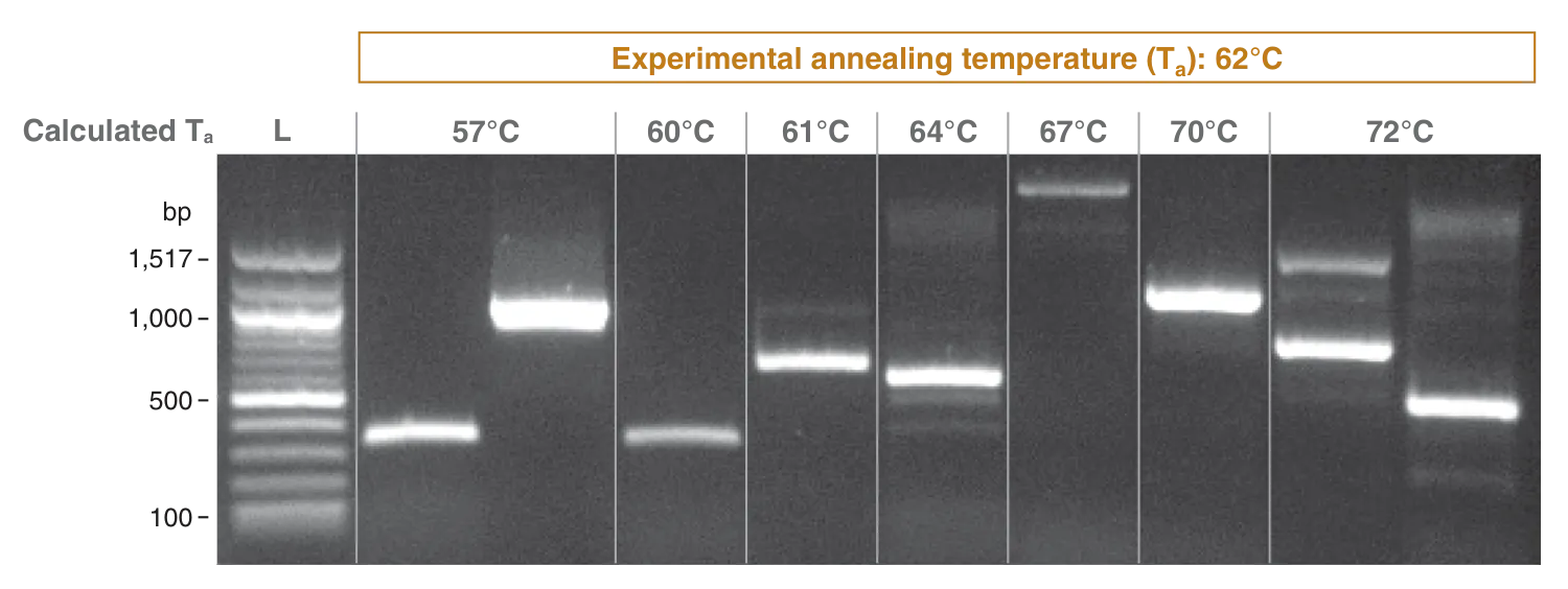 Gel depicting amplification with Q5-XT using a universal annealing temperature of 62°C