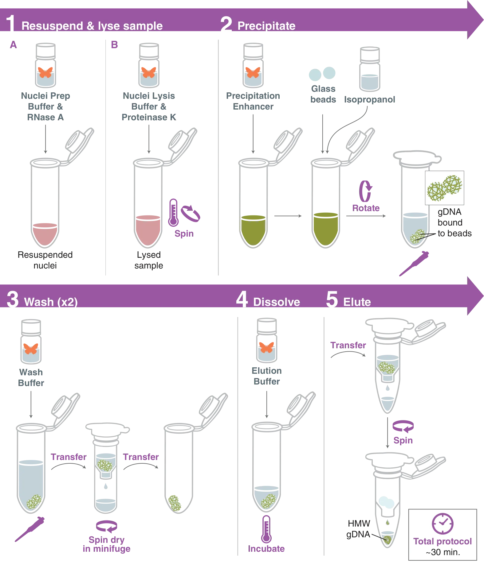 Workflow for isolation of HMW DNA from cells using the Monarch® HMW DNA Extraction Kit