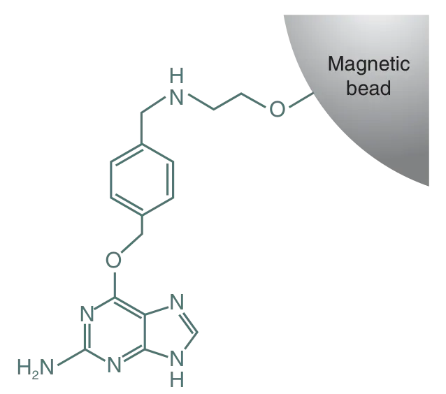 Substrate structure on SNAP-Capture Magnetic Beads