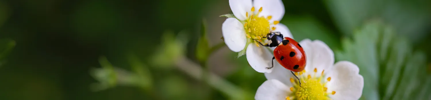 Ladybug on strawberry flowers on green background – 2027 Calendar Cover image