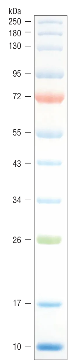 Color Prestained Protein Standard, Broad Range (10-250 kDa)